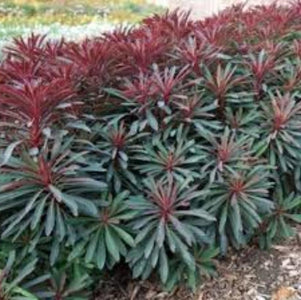 EUPHORBIA MINERS MERLOT 140MM