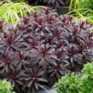 EUPHORBIA MINERS MERLOT 140MM