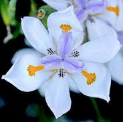 DIETES GRANDIFLORA