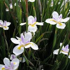 DIETES GRANDIFLORA