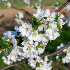 POTTED CHERRY STELLA