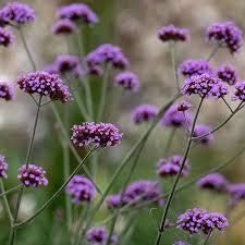 VERBENA BONARIENSIS 140MM