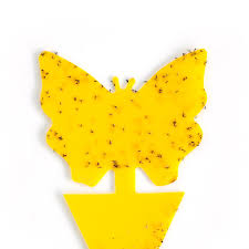 STICKY GNAT TRAP