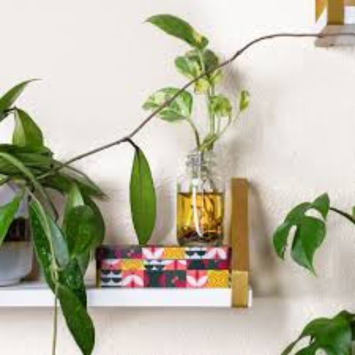 Decorative shelf with plants, a small bottle, and colorful books against a white wall.
