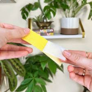 Two hands holding a yellow object with a plant and shelf in the background