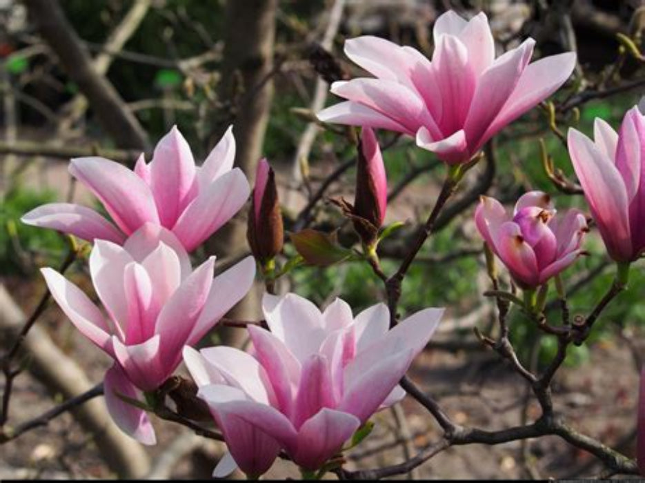 Ornamental Trees