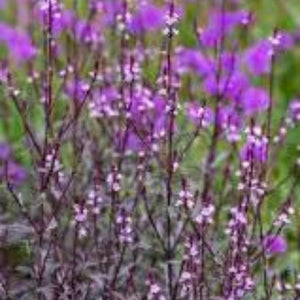 VERBENA BAMPTON