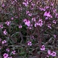 VERBENA BAMPTON