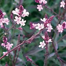 VERBENA BAMPTON