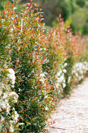 SYZYGIUM UP AND AWAY 140MM