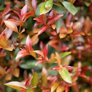 SYZYGIUM UP AND AWAY 140MM