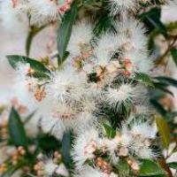 SYZYGIUM UP AND AWAY 140MM