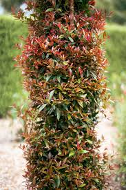 SYZYGIUM UP AND AWAY 140MM