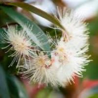SYZYGIUM UP AND AWAY 140MM