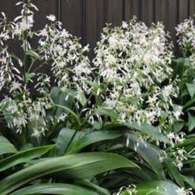 Plants