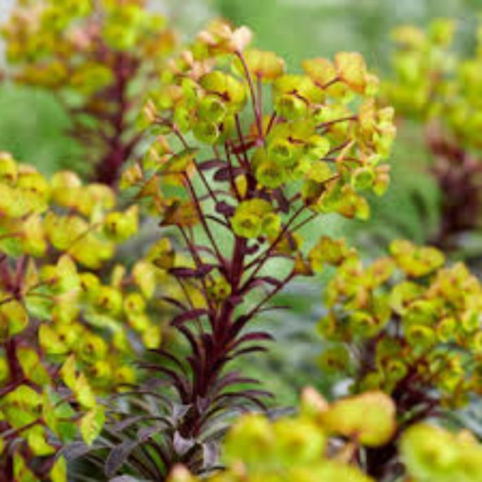 EUPHORBIA MINERS MERLOT 140MM