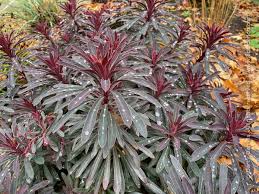 EUPHORBIA MINERS MERLOT 140MM