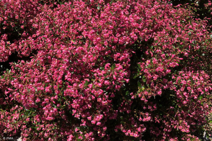 Bush with pink flowers on a white background