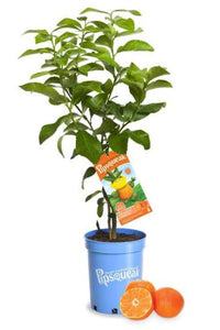 A Pipsqueak orange tree plant in a blue nursery pot with a hanging tag, shown on a white background with whole and sliced oranges in front.