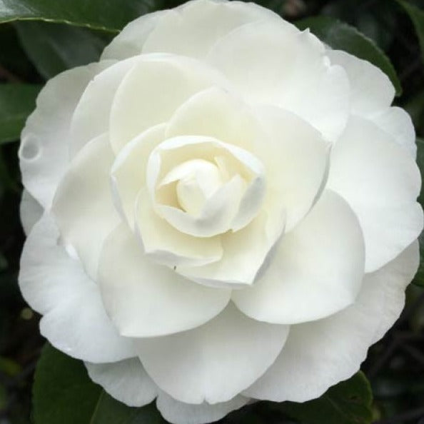 CAMELLIA EARLY PEARLY