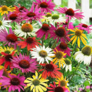 ECHINACEA ASSORTED COLOURS 140MM