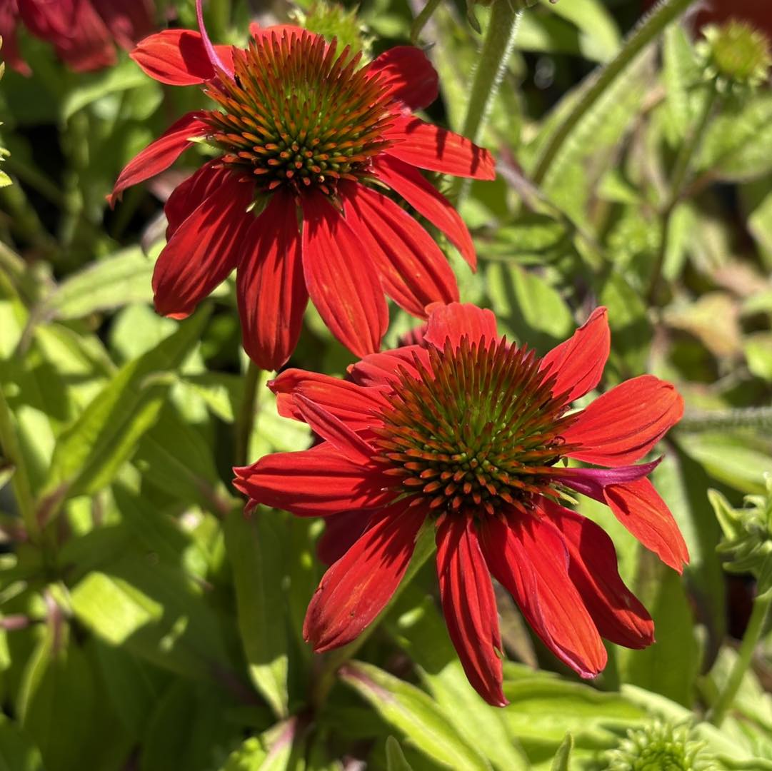 ECHINACEA ASSORTED COLOURS 140MM