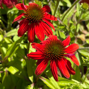 ECHINACEA ASSORTED COLOURS 140MM