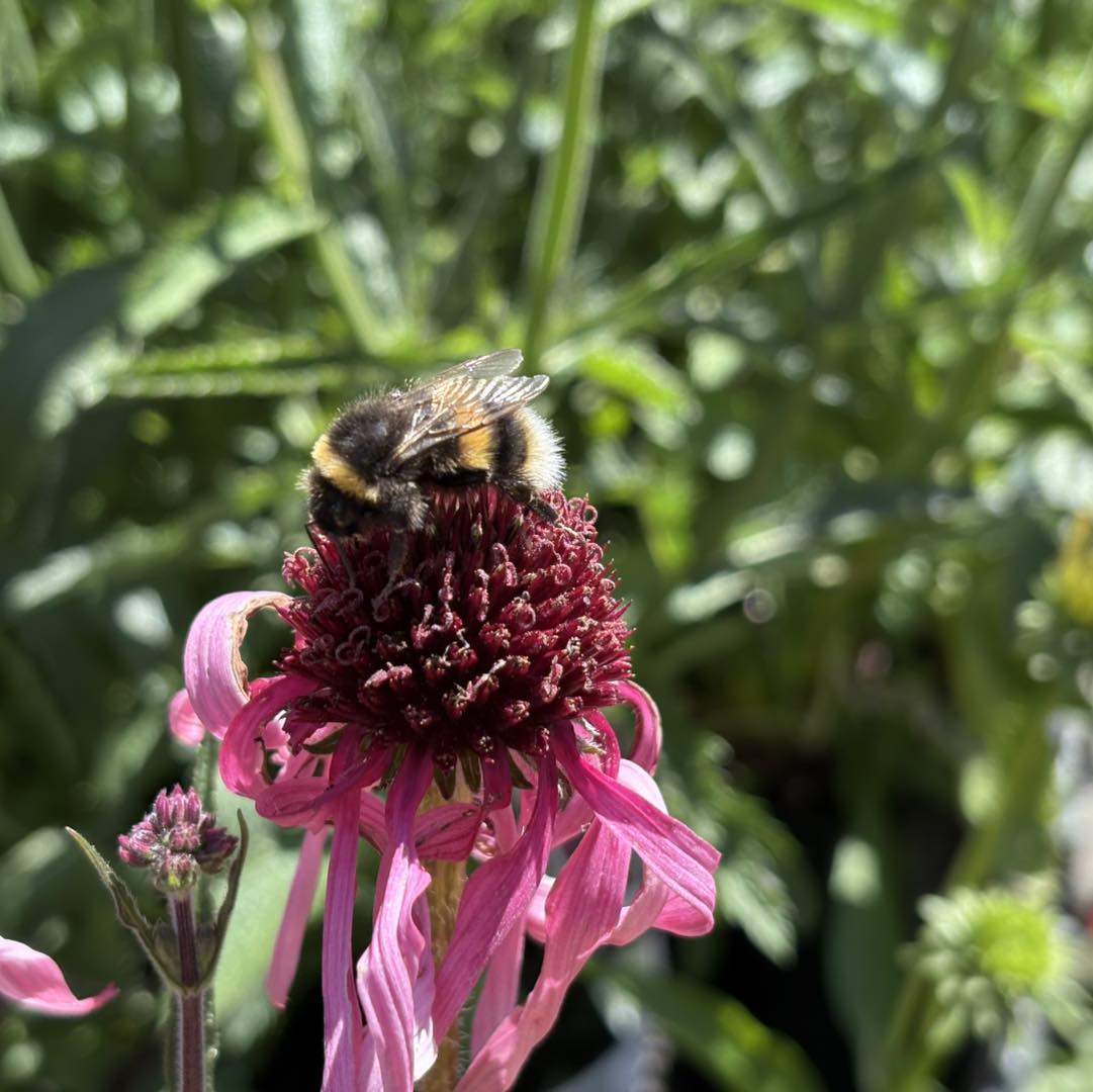 ECHINACEA SUNSEEKER ASSORTED COLOURS 140MM