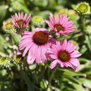 ECHINACEA ASSORTED COLOURS 140MM