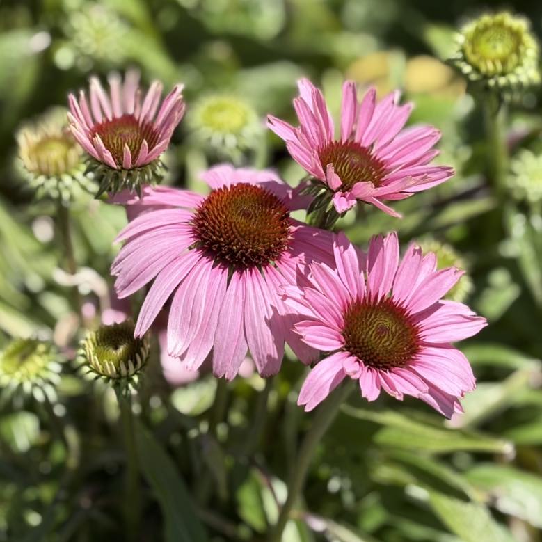 ECHINACEA SUNSEEKER ASSORTED COLOURS 140MM