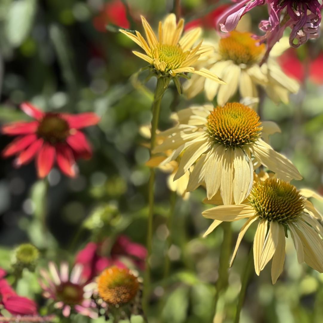 ECHINACEA ASSORTED COLOURS 140MM