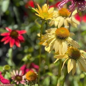 ECHINACEA SUNSEEKER ASSORTED COLOURS 140MM
