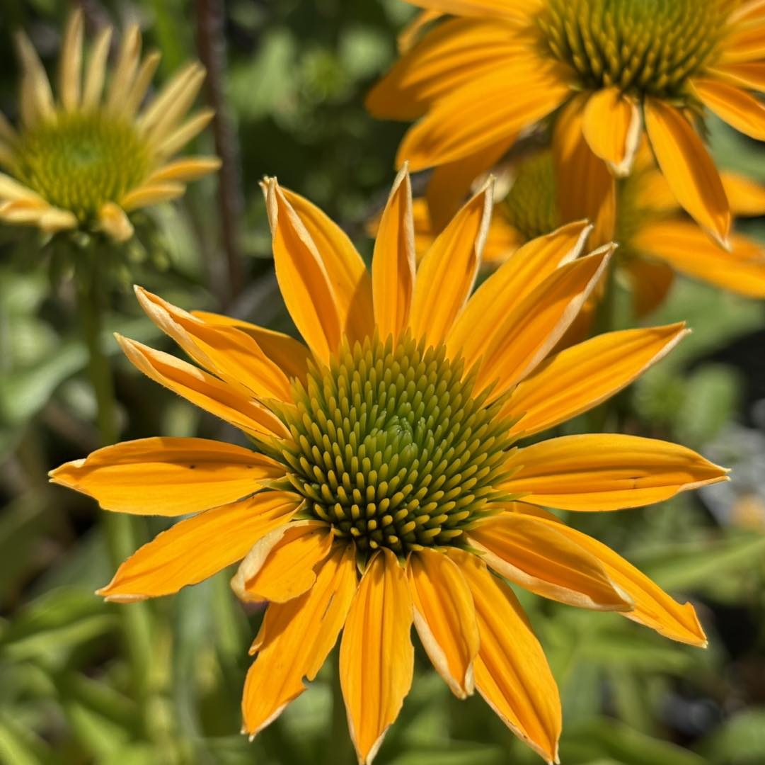 ECHINACEA ASSORTED COLOURS 140MM