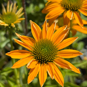 ECHINACEA SUNSEEKER ASSORTED COLOURS 140MM