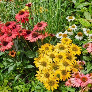 ECHINACEA SUNSEEKER ASSORTED COLOURS 140MM