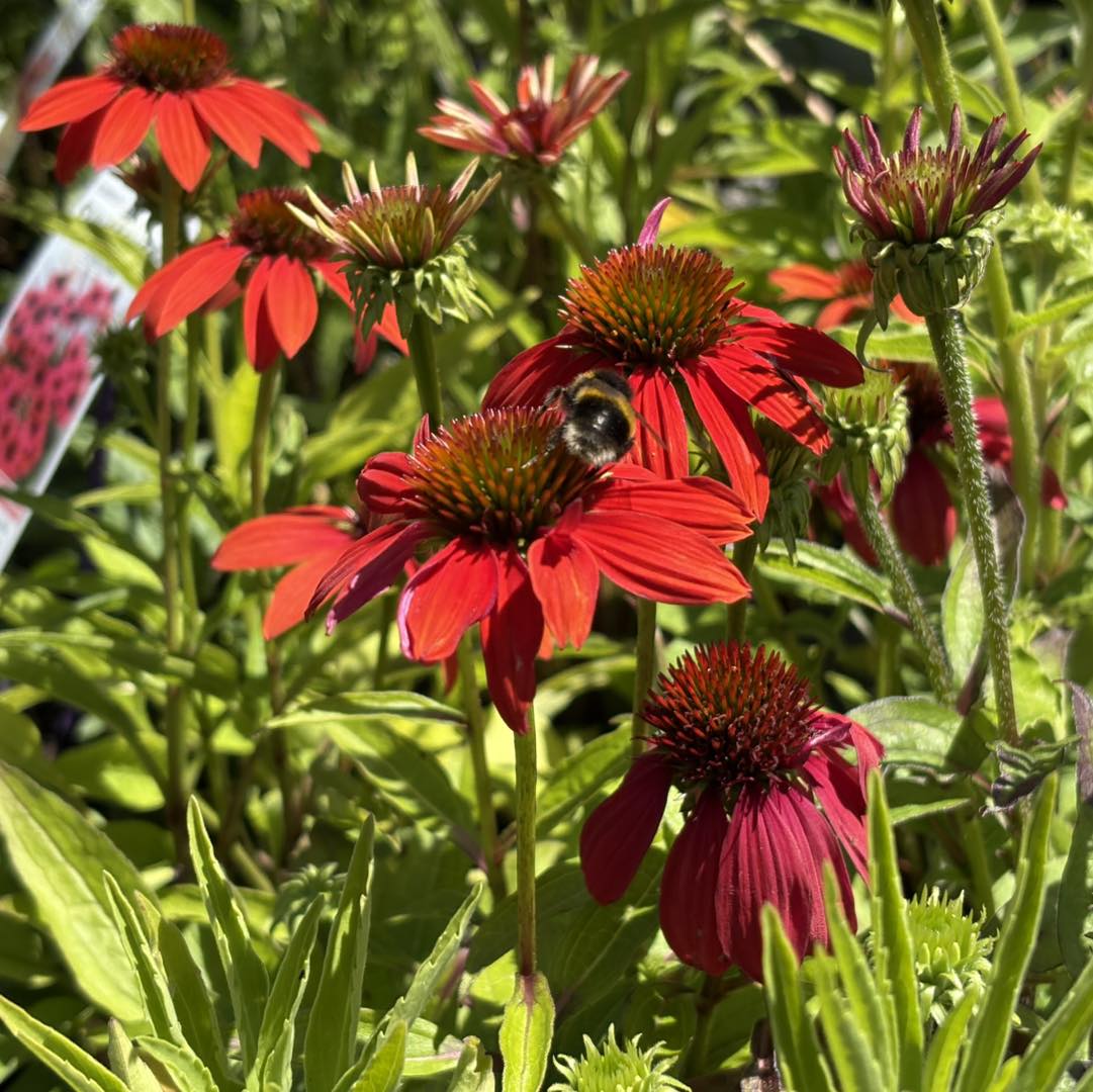 ECHINACEA ASSORTED COLOURS 140MM