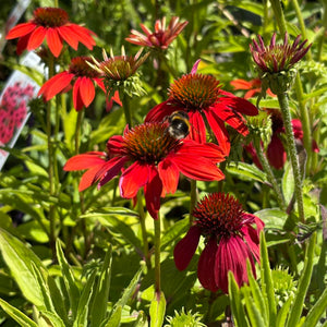 ECHINACEA SUNSEEKER ASSORTED COLOURS 140MM
