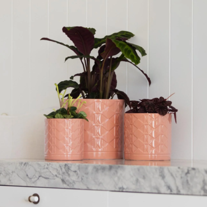 Three potted plants in textured pink pots on a marble countertop with a white paneled wall background.
