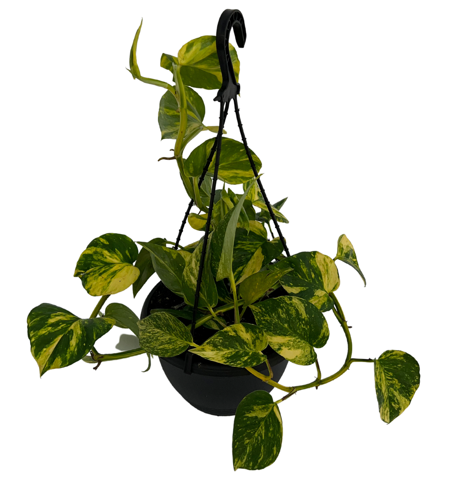 DEVILS IVY - EPIPREMNUM - HANGING BASKET