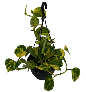 POTHOS - EPIPREMNUM - HANGING BASKET