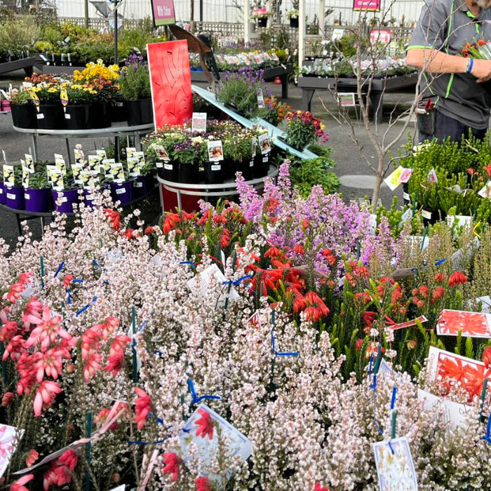 Man working at a flower stand with various plants and flowers in an outdoor setting.