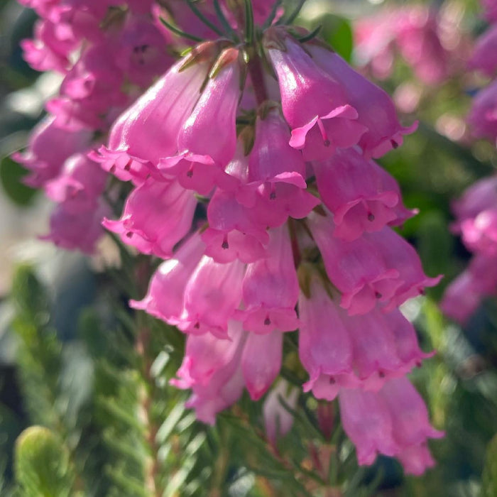ERICA RHAPSODY 140MM