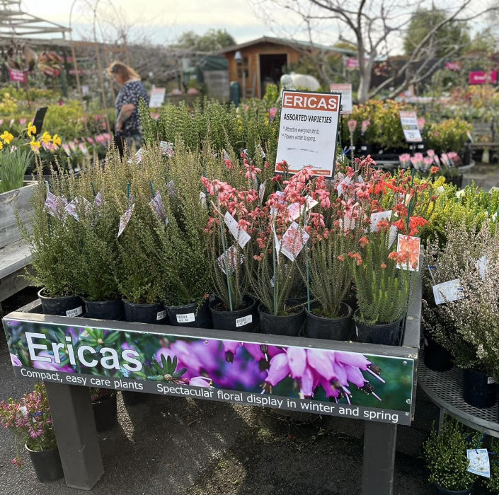 Display of ericas plants in a garden center with a sign describing the plants.