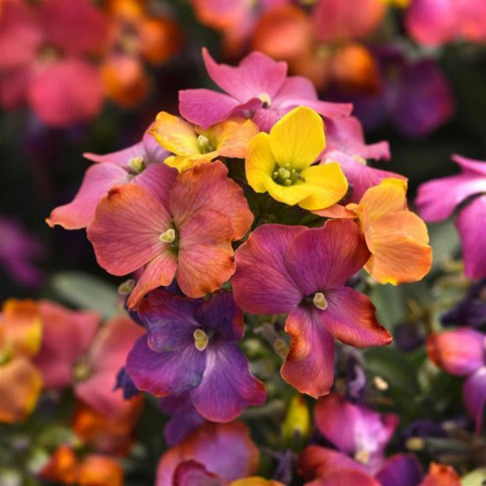 erysimum colourful