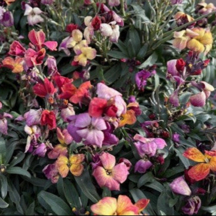 erysimum flowers