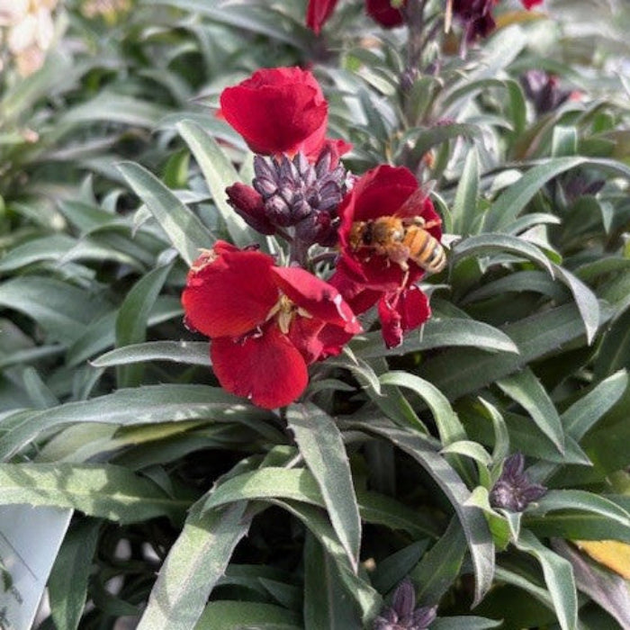 red wallflower and bee