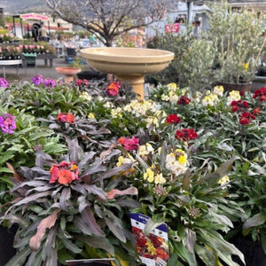 table of erysimum
