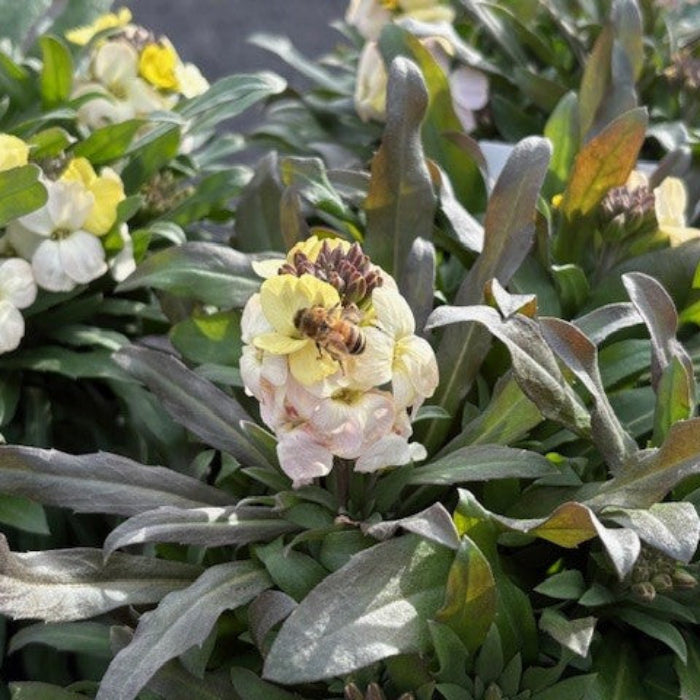 yellow erysimum bee