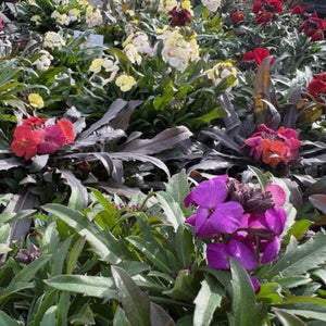 colourful ersimum