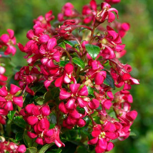 small dark pink flowers